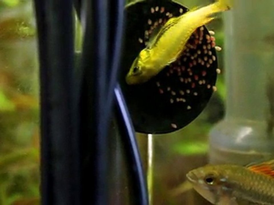 ponte apistogramma cacatuoide