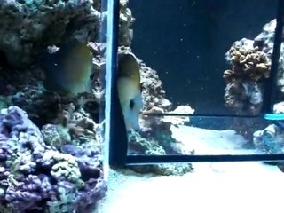 Arrivée 2ème Scopa