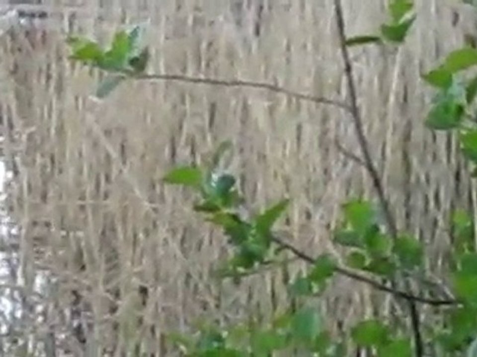 SAZLIKLARDA FISILDASMALAR 28.5.2010 001