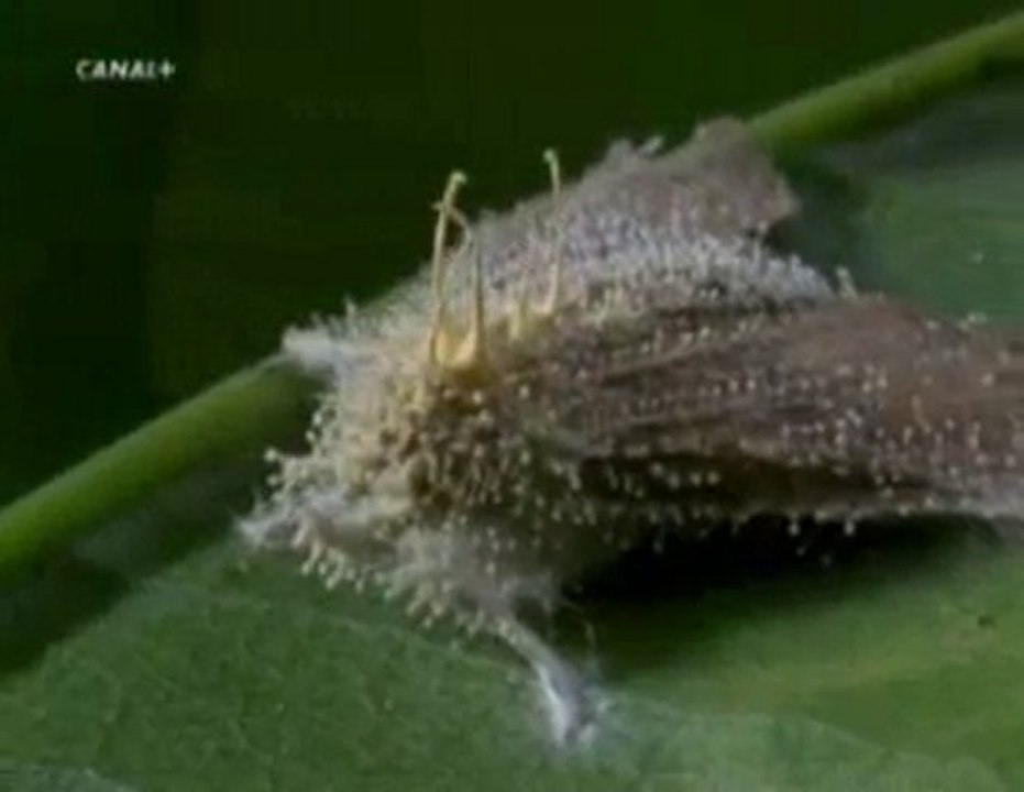 Hongos de la selva