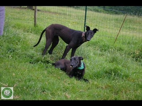 GALGOS ESPOIR 7EME VOYAGE LE RETOUR MAI 2010