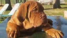 Dogo de Burdeos