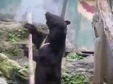Kung Fu Bear Japan Zoo