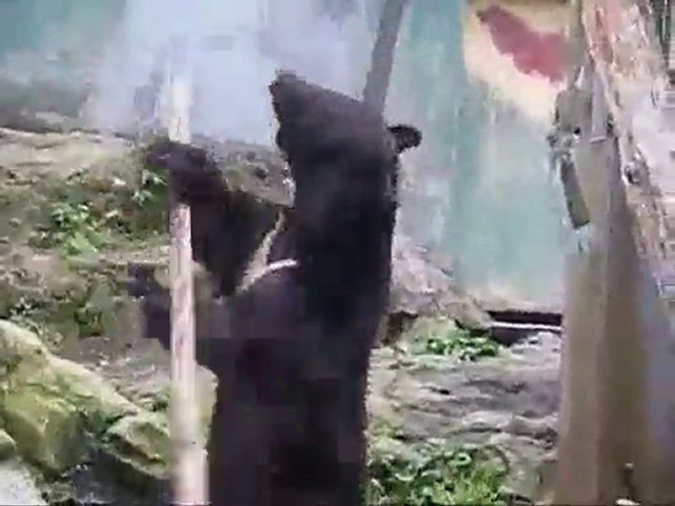 Kung Fu Bear Japan Zoo