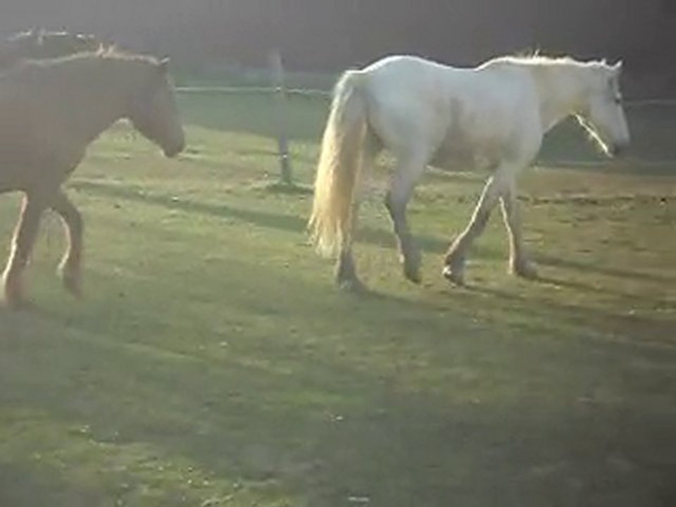 KALEMBOUR accueilli pour reprendre confiance.LES PONEYS DE SOPHIE 77