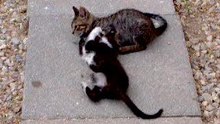 Gatinhos