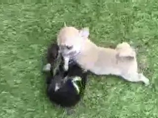 Video (Cachorro chihuahua) mini jugando.