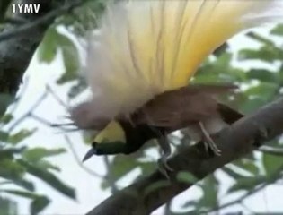 Kainatın Mükemmel Düzeni