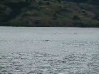 [Indonesie] Dauphins dans la baie de Komodo