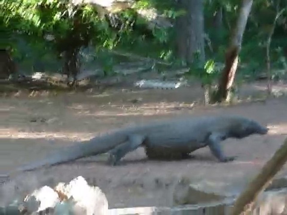 [Indonesie] Dragon de Komodo
