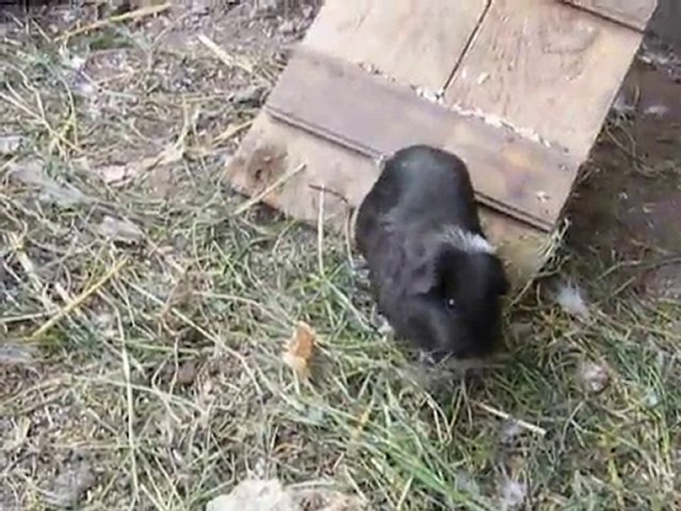 Poulettes mangeuses d'orvets!