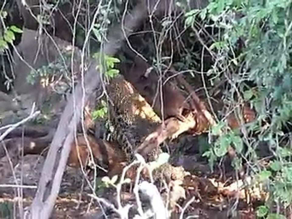 Leopard Chobe