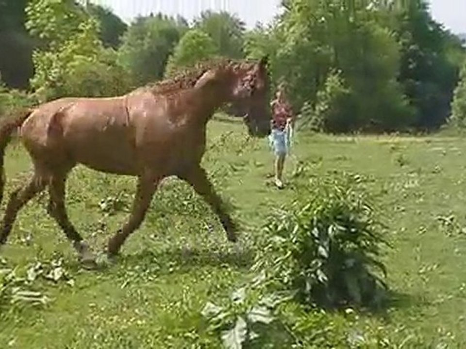 2010_05_29_01_Pferdealltag_'erste Arbeit'