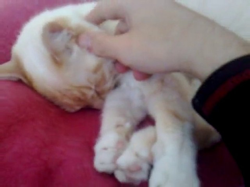 Sieste de Gizmo