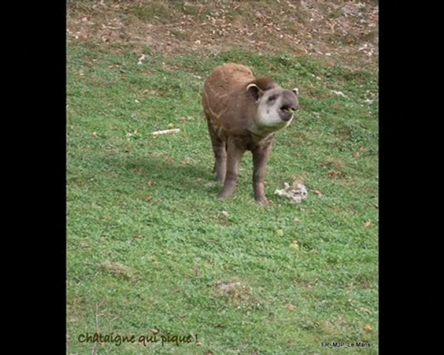 Hommage à Bébé Tapir