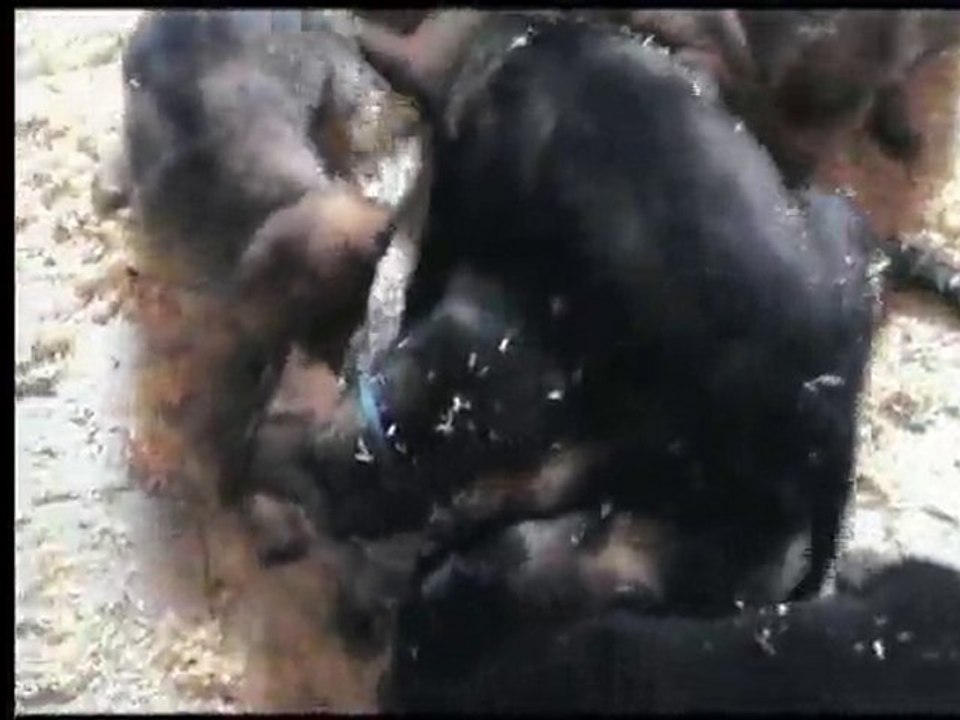 chiot vodka 6 semaines