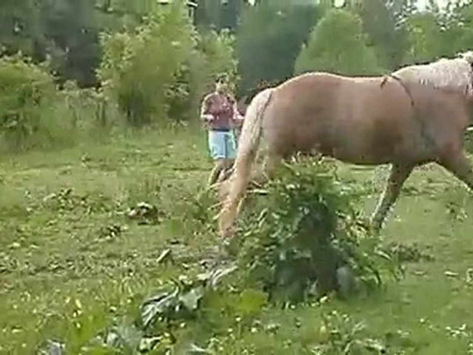 2010_05_29_04_Pferdealltag_ein Frührentner bei der Arbeit