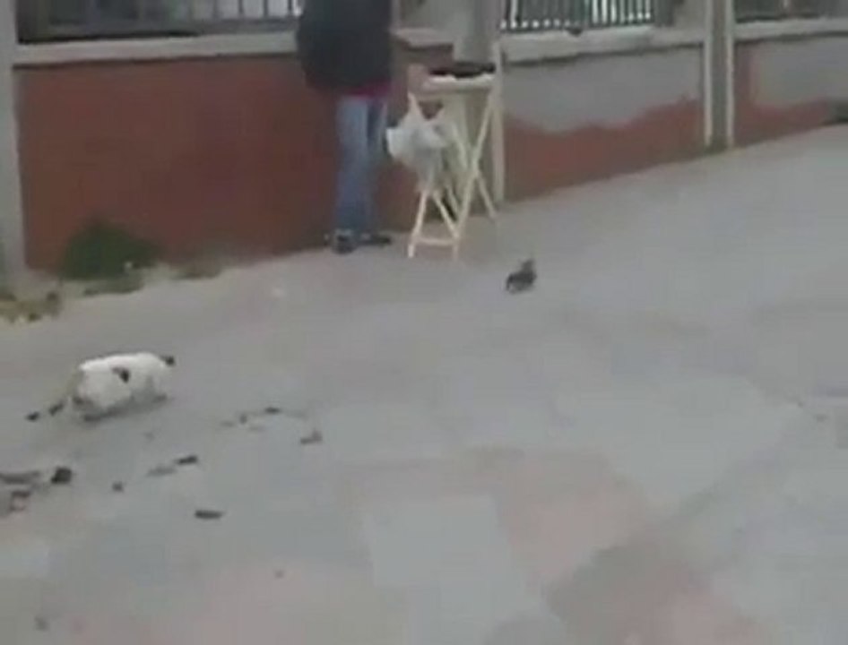 Kedinin yıkıldığı an ☻ kop kop xD