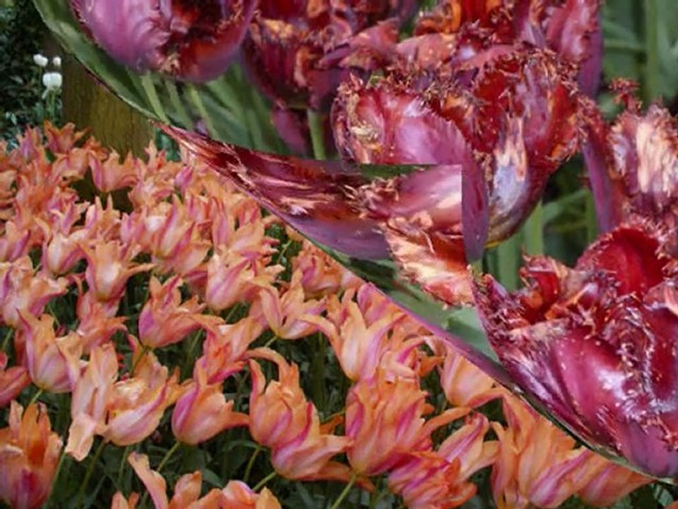 Fleurs d'Hollande