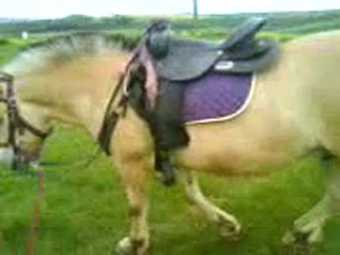 Rocco longé au pas avec un arret !