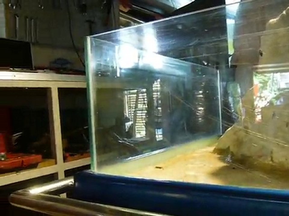 aquarium