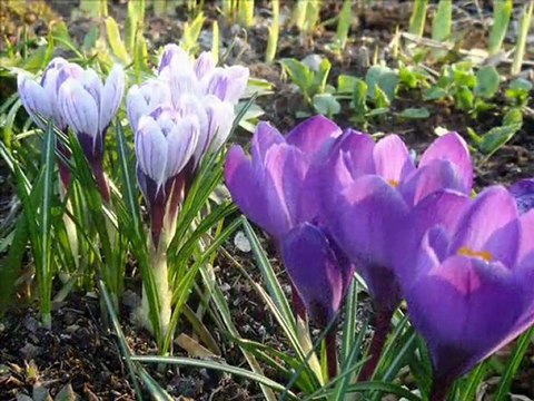 Дыхание весны