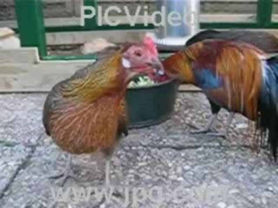 danse des poulets