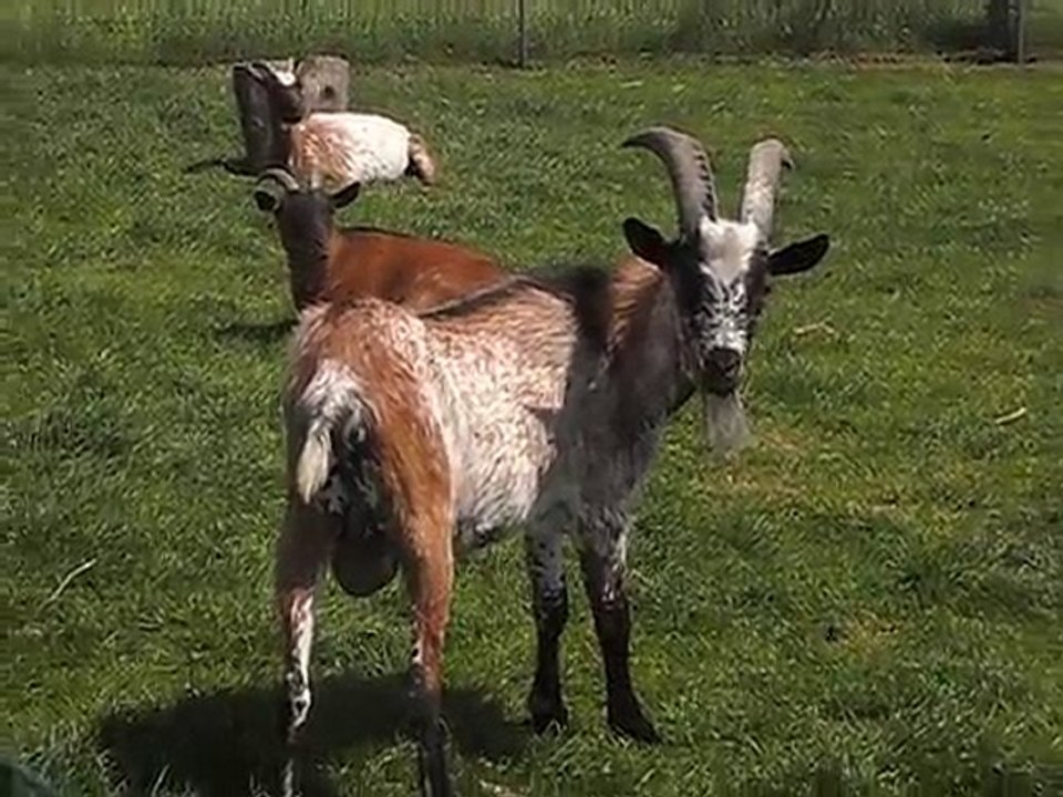 Les chèvres des Wallabies