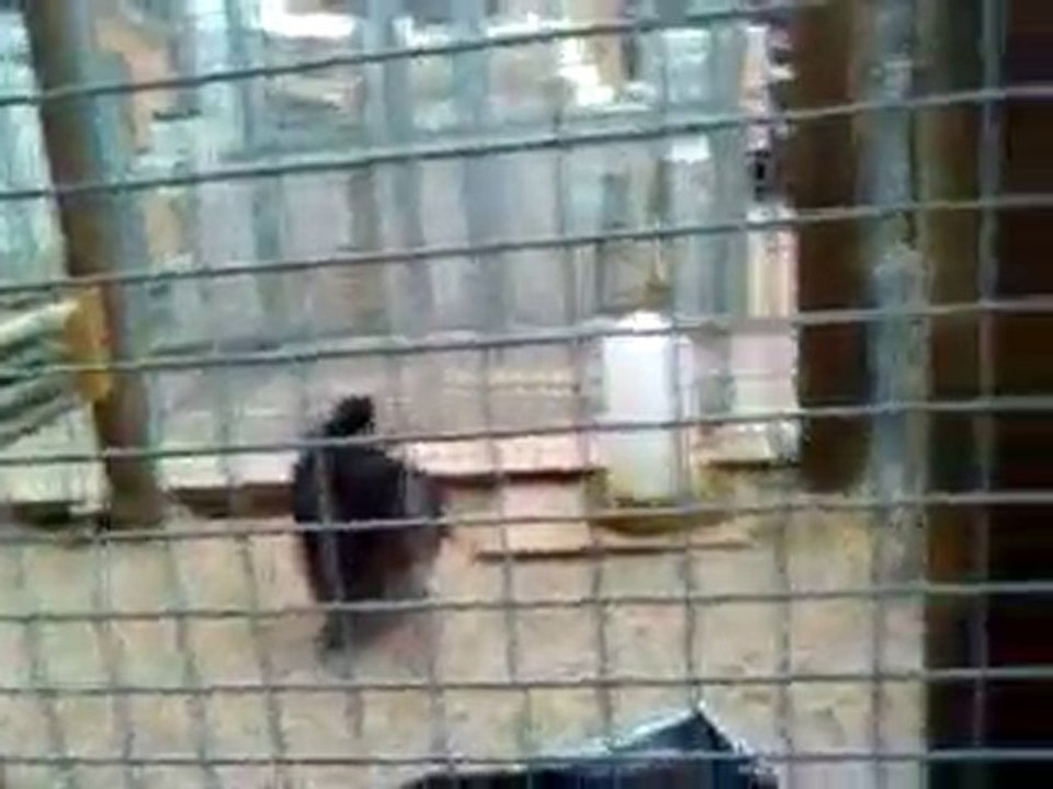VIDEO0013