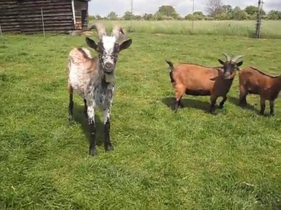 Les chèvres des Wallabies