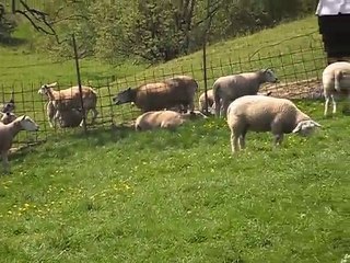 Les Moutons des Wallabies