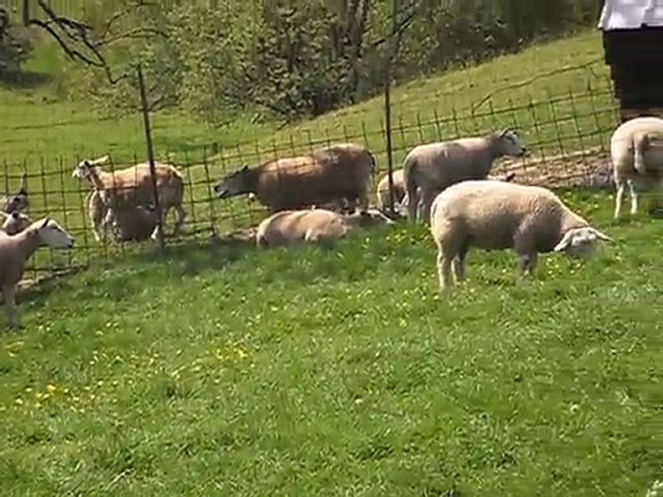 Les Moutons des Wallabies