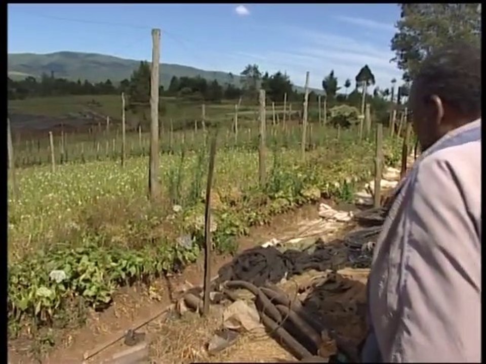 les fleurs kenyanes meurtries par les conflits ethniques