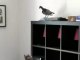 Chat & pigeon... Quelle chute !