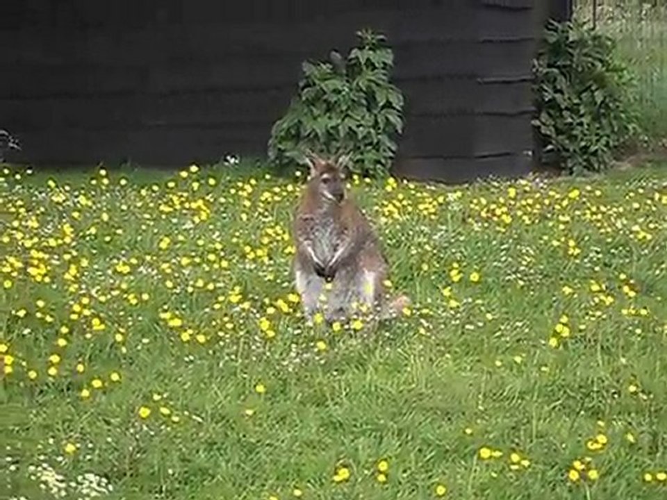 Les fleurs des Wallabies