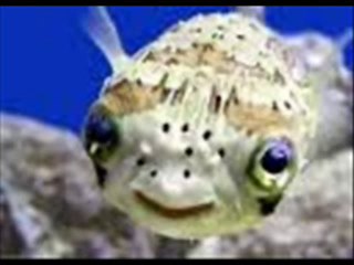 Ayça Şen Başkan- sedef'i Keklerken