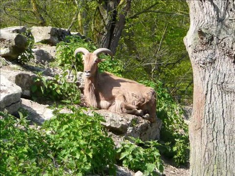 Zoo du bois d'Attilly