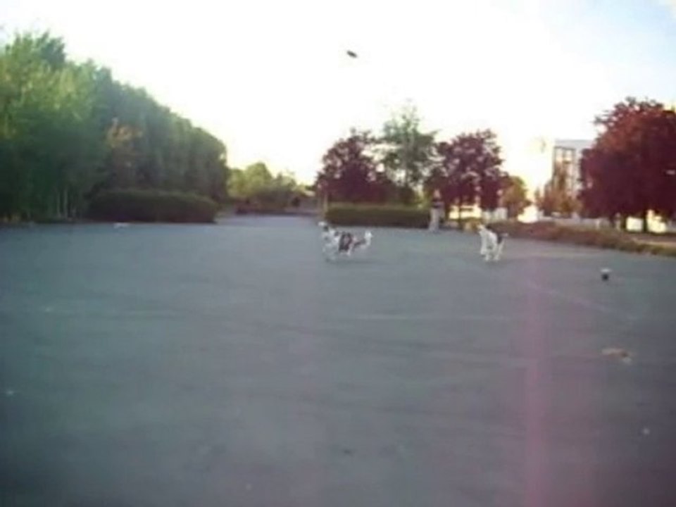 Eolythe frisbee