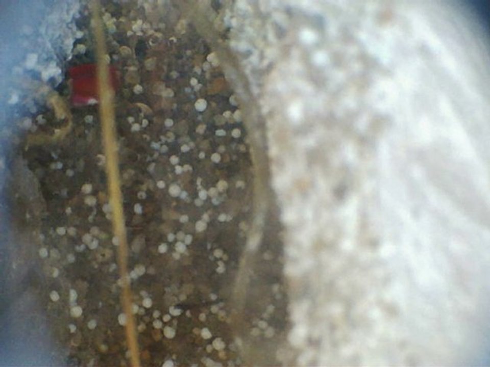 acromyrmex avec fleur sur le nid