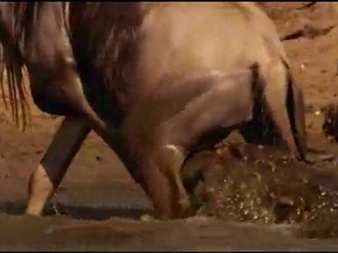 Крокодил на охоте