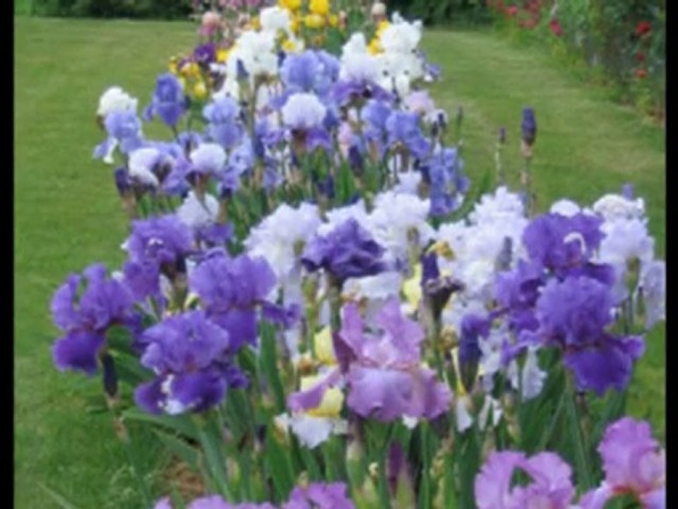 FLEURS.mpg