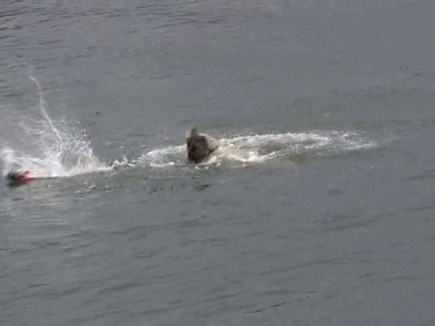 Endangered Alaska Steller Sea Lion