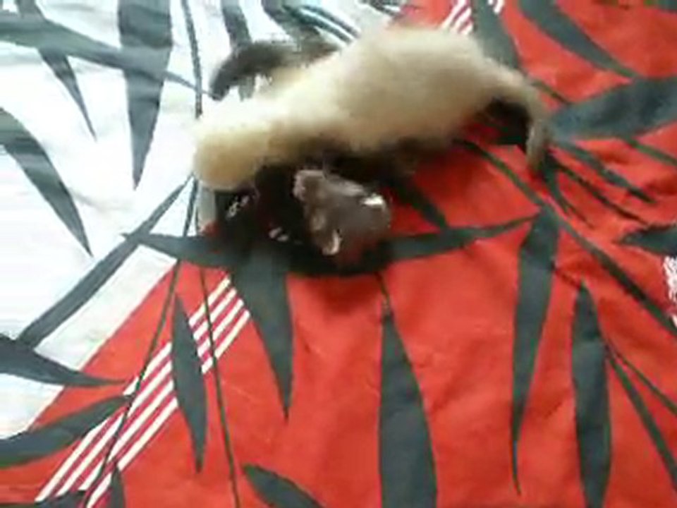 luna et Chelsea