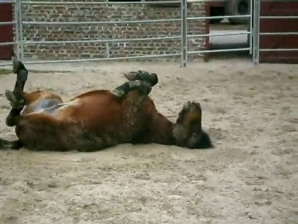 Mon poney