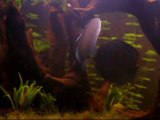 discus breeding