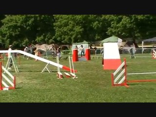 The Dog Attacks à Miramas