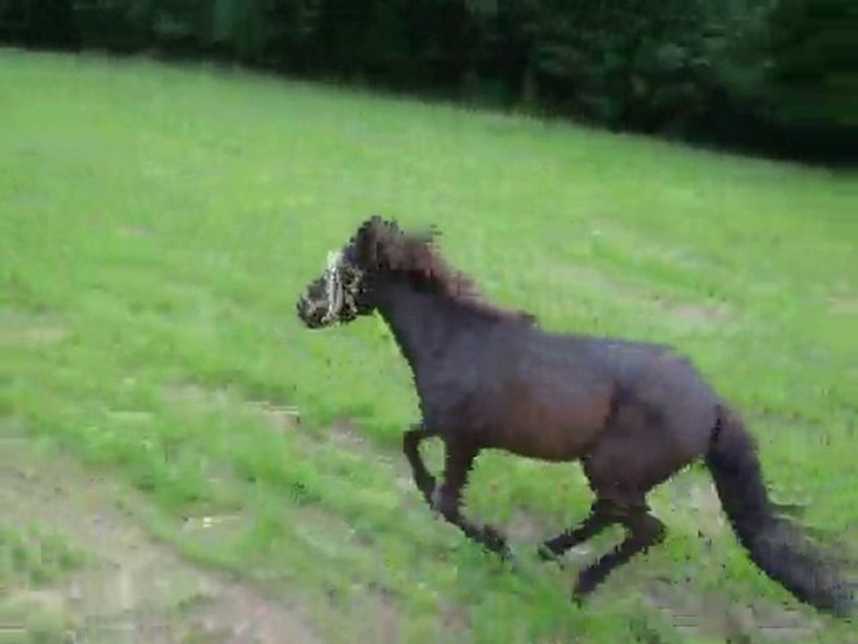 galooooop !!
