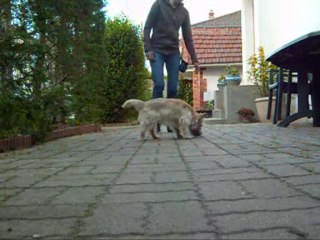 Obér cairn terrier partie 2