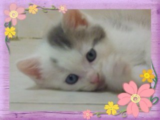 Bienvenue à la nurserie des Amis des Bêtes à Aix les Bains