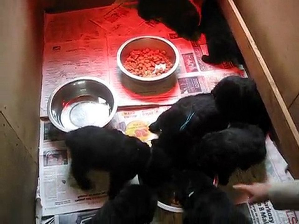 le premier repas des chiots 2010